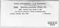 Neonectria coccinea image